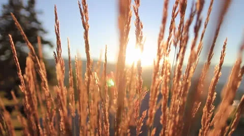 Wheat Grass at Sunset Stock Footage 26143394