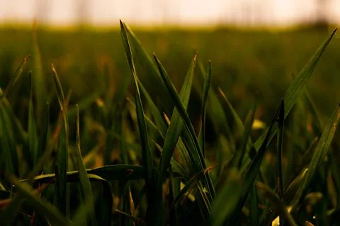 Wheat Grass At Sunset Stock Photos