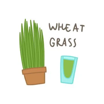 Wheat grass superfood. Stock Illustration