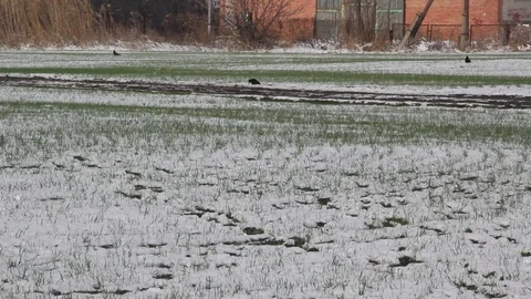 Wheat grass under the snow. The rooks go on the field Video stock 101500148