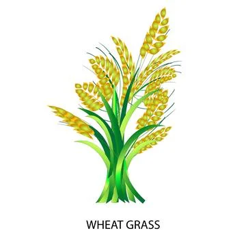 Wheat Grass Vector Illustration and symbol Stock Illustration