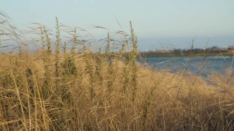 Wheat Grass By Water 스톡 동영상 75949264
