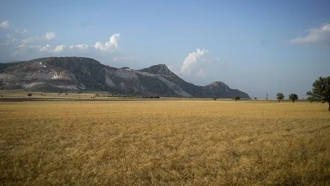 Wheat grass- wheat-plain-Wheat field-cloudy sky Stock Footage 117430590