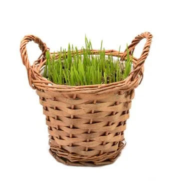 Wheat grass in wicker basket, Easter decoration 库存照片