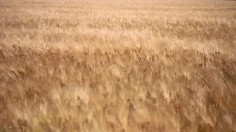 Wheat Grass Wind, Fields of Gold Video stock 7769269