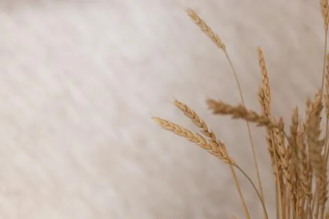 Wheat on a gray background. Stock Photos