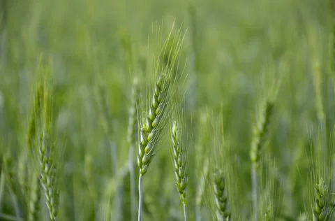 Wheat green farm, selective focus Stock Photos