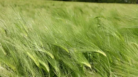 Wheat green field Stock Footage 39132437