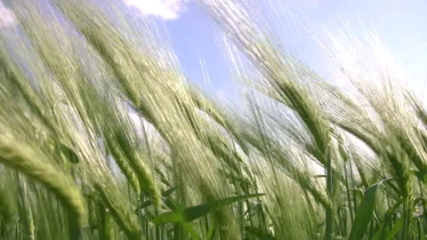 Wheat green field Stock Footage 106465060