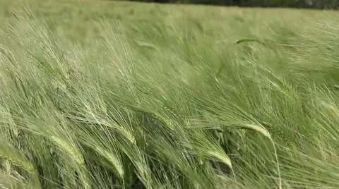 Wheat green field in the wind Stock Footage 54026779