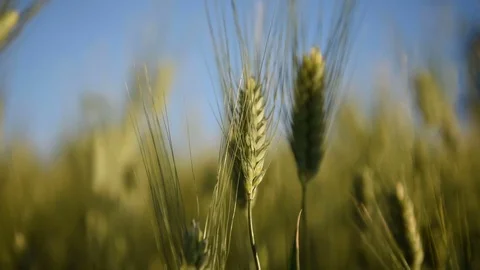 Wheat green Stock Footage 76169367