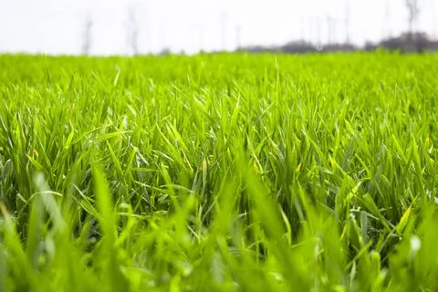 Wheat Green Grass In The Spring Stock Photos