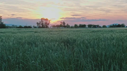 WHEAT GREEN AT THE MEADOW FIELD TREES AND SKY CLOUDY SUNSET Video stock 281764977