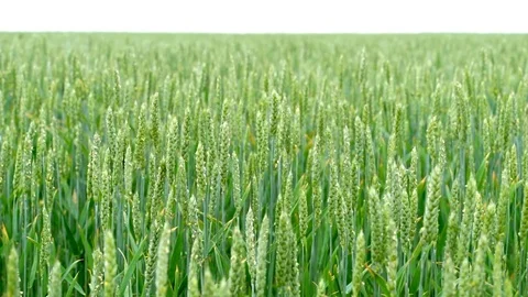 Wheat Green Shoots Stock Footage 77052421