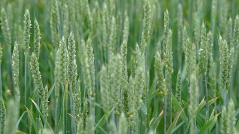 Wheat Green Shoots Stock Footage 77053146