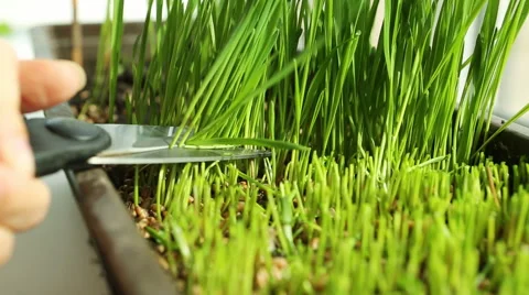Wheat Green Sprouts, a Raw Food Diet, Growing, Cutting Vídeos de archivo 59643075