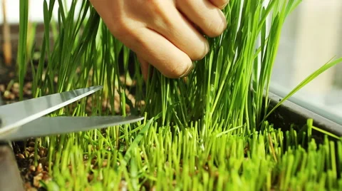 Wheat Green Sprouts, a Raw Food Diet, Growing, Cutting Stock Footage 59643668