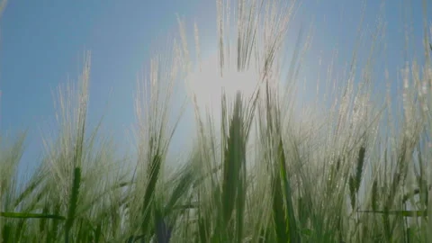Wheat is green in the sun Stock-Footage 245344154