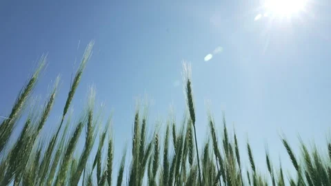 Wheat green with sun rays on the field Vídeo Stock 240545164