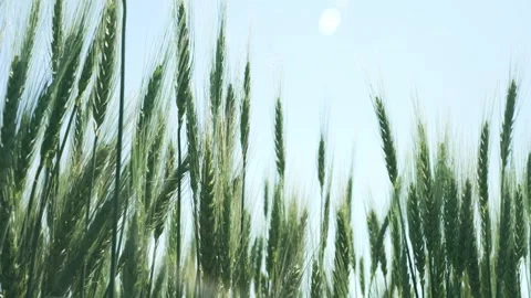 Wheat green with sun rays on the field Stock Footage 240545245