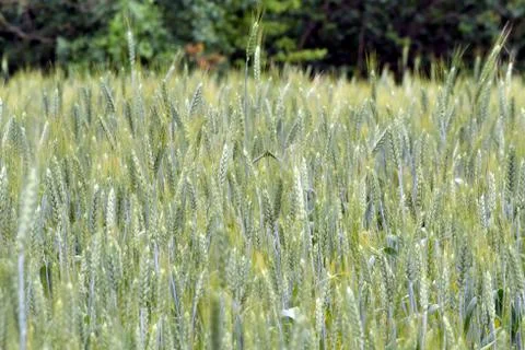 Wheat green wheat back background Stock Photos