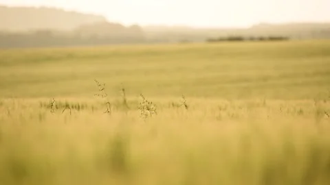 Wheat green yellow field long shot - rack focus Stock Footage 200043927