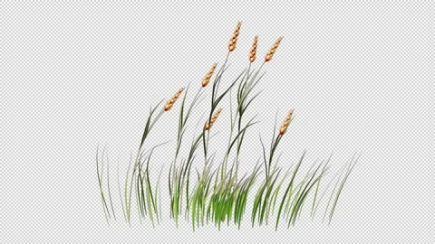 Wheat Growing Alpha Channel Stock Footage 265422273