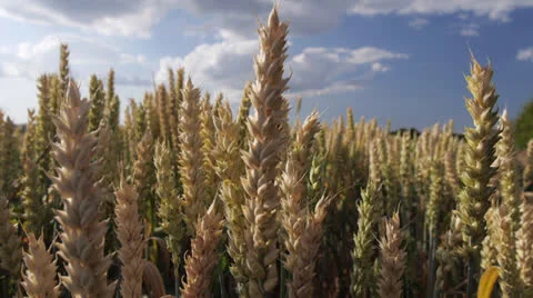 Wheat growing, close up Stock Footage 26008064