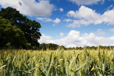 Wheat growing in a field in the Chilterns Stock Photos