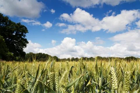 Wheat growing in a field in the Chilterns Stock Photos