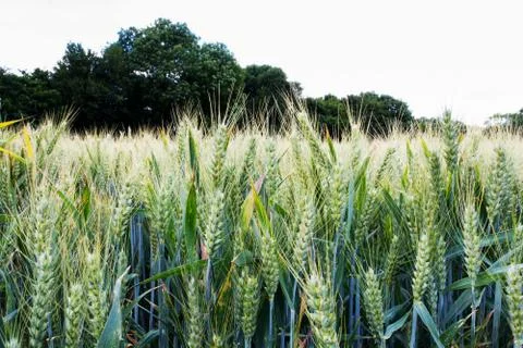 Wheat growing in a field in the Chilterns Stock Photos