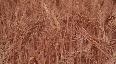 Wheat growing in a field Stock Footage 50301862