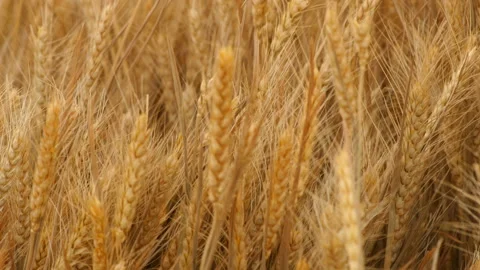 Wheat growing in a field Stock Footage 165149280