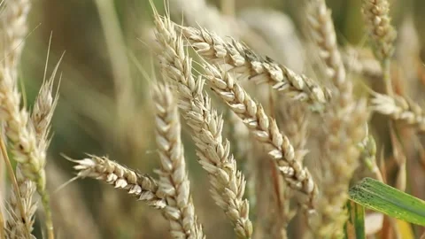 Wheat growing in the field 動画素材 281053709