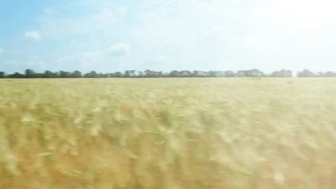 Wheat growing in a field , panning motion. Video stock 90653040