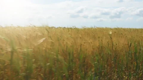 Wheat growing in a field , panning motion. Stock Footage 90653048