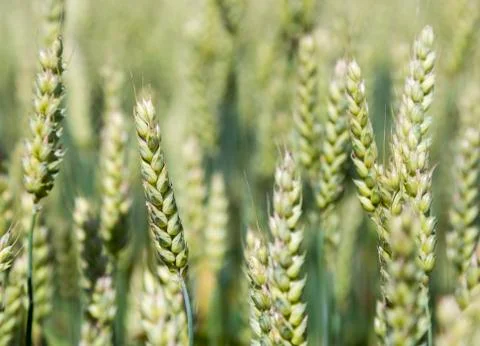 Wheat Growing in Field Stock Photos