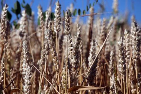 Wheat growing in field Stock Photos