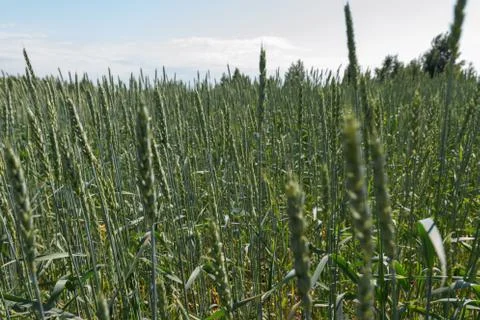 Wheat growing in the field Stock Photos