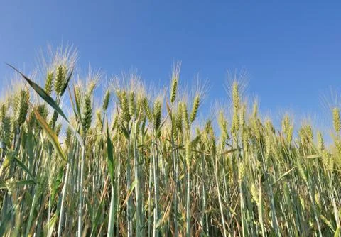 Wheat growing in a field Stock Photos