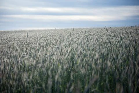 Wheat growing on field Stock Photos