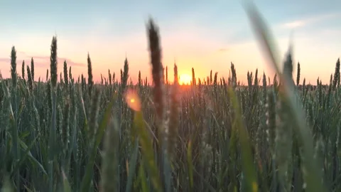 Wheat growing in field at sunset. Close up, ripening ears of wheat in orange Stock Footage 277514756