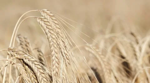 Wheat growing in filed, rack focus Stock Footage 7749679