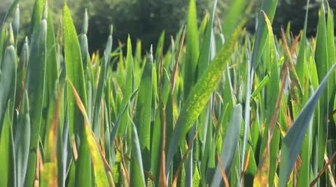 Wheat growing Stock Footage 12699773