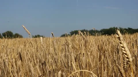 Wheat growing Stock Footage 21241819