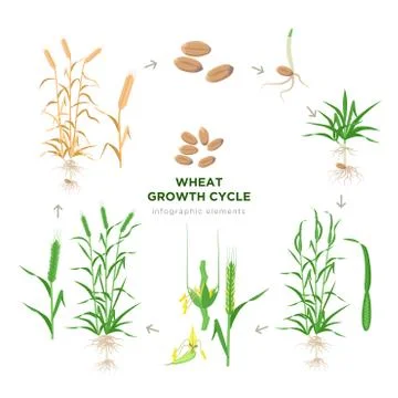 Wheat growing stages, life cycle of wheat plant infographic elements in flat 스톡 일러스트