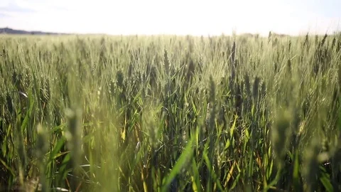 Wheat growing under the tuscan sun Stock-Footage 76445012