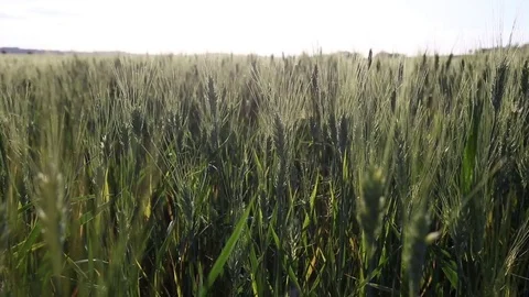 Wheat growing under the tuscan sun Stock-Footage 76445097