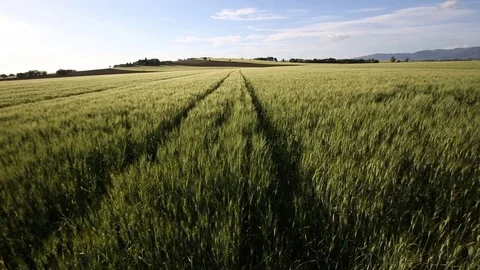 Wheat growing under the tuscan sun Stock Footage 76445208