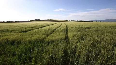 Wheat growing under the tuscan sun Stock Footage 76445565
